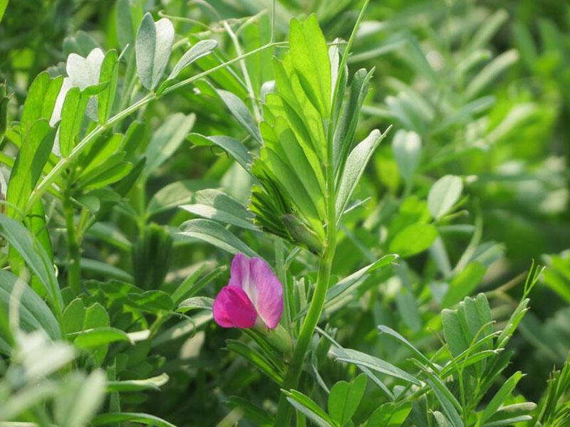 The mechanism of the nitrogen-fixing bacteria