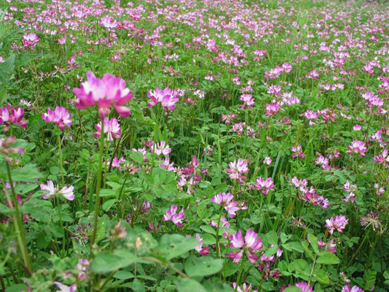 The mechanism of the nitrogen-fixing bacteria