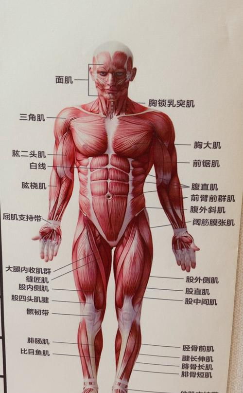 Human muscle mapping and fitness