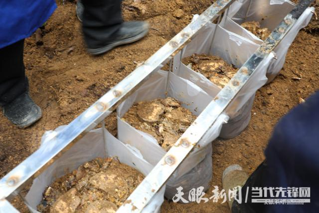 Technological materials for the cultivation of cynics