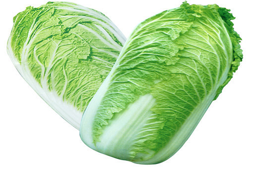 白菜的种植方法