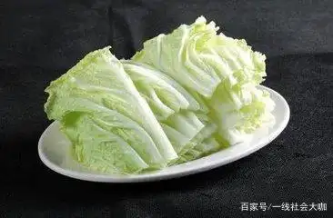 白菜的种植方法