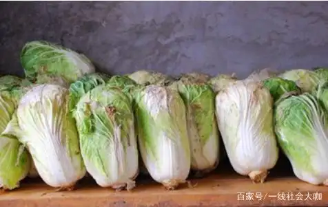 白菜的种植方法