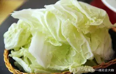 白菜的种植方法