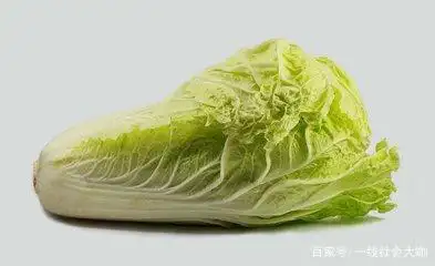 白菜的种植方法