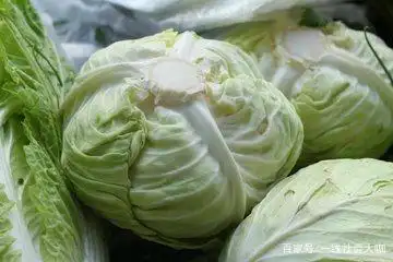 白菜的种植方法