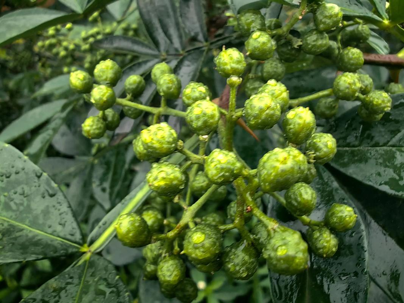 Nine-leaf green pepper cultivation technology