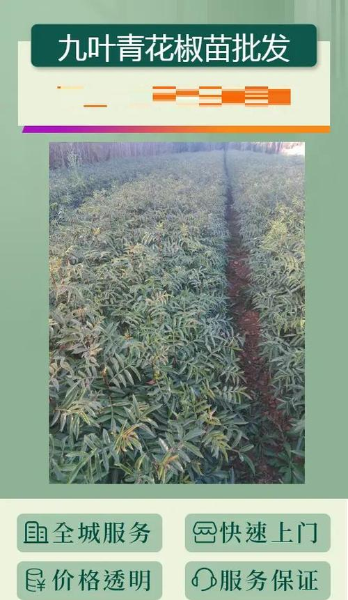 Nine-leaf green pepper cultivation technology