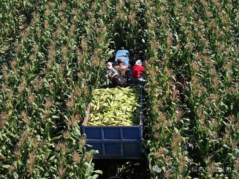 Sticky corn cultivation techniques