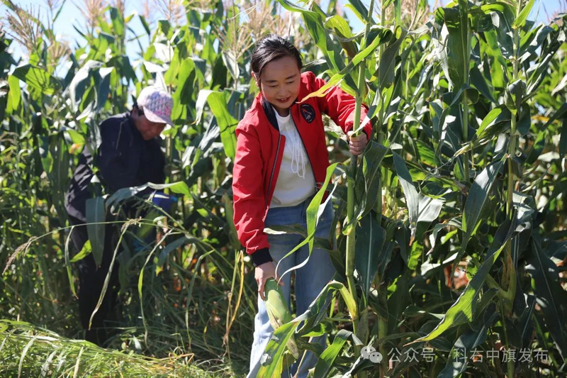 Sticky corn cultivation techniques