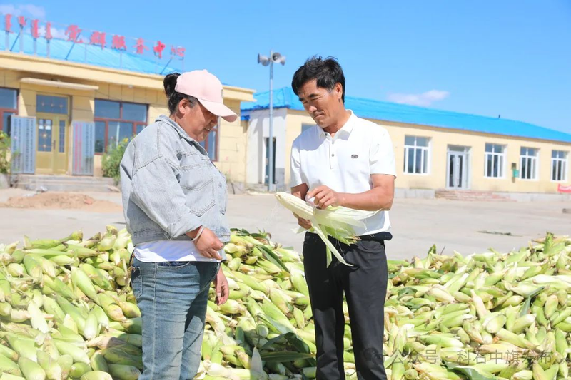 Sticky corn cultivation techniques