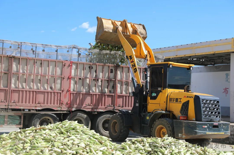 Sticky corn cultivation techniques