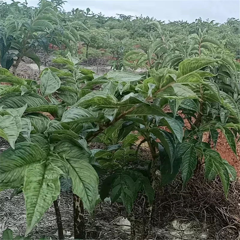 Tattle growing technology