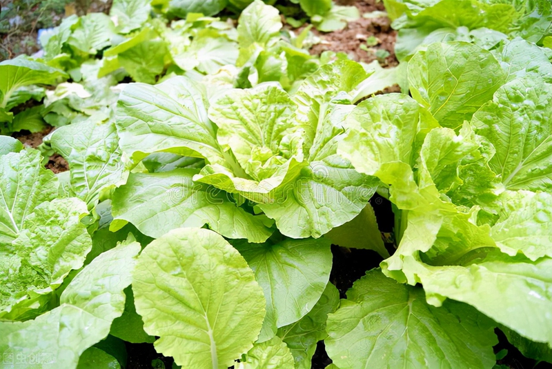 白菜的种植方法