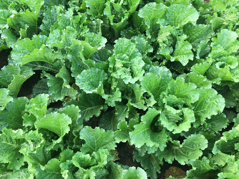 白菜的种植方法