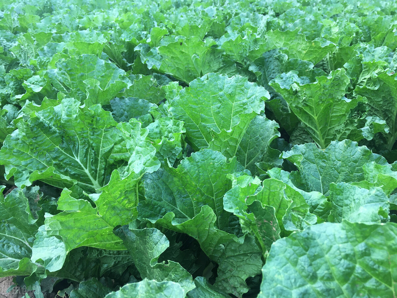 白菜的种植方法