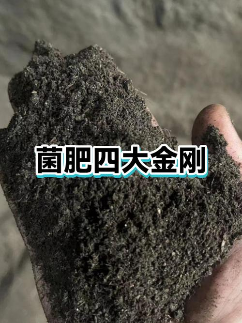 The mechanism of the nitrogen-fixing bacteria