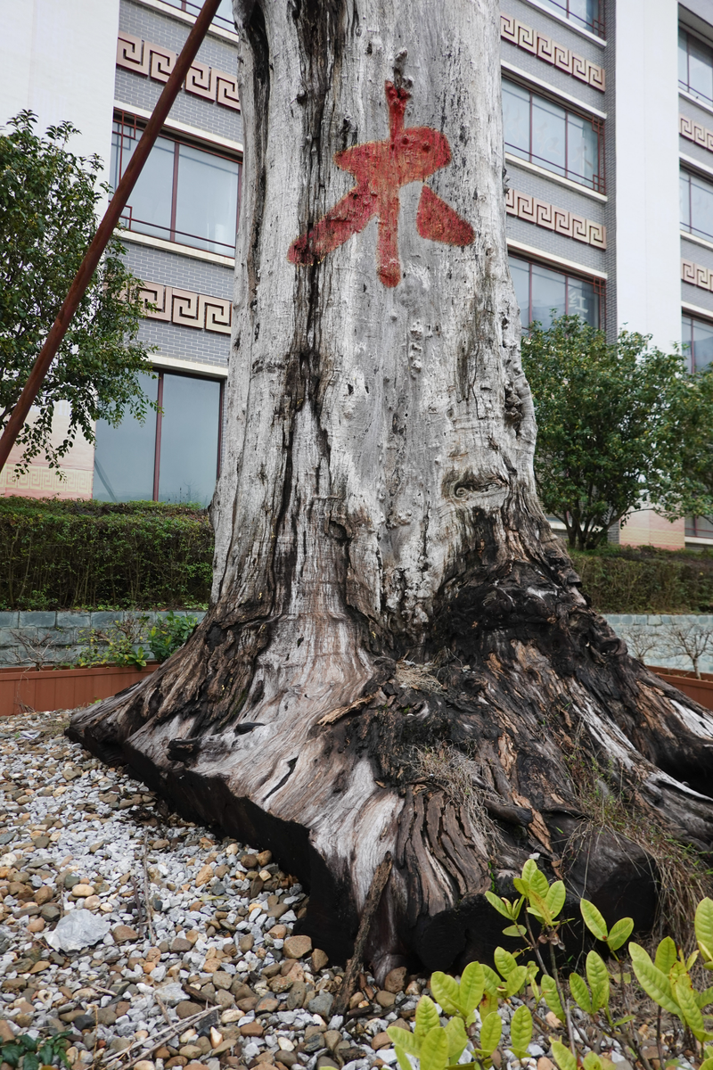 The wholesale price of dong hing has fallen