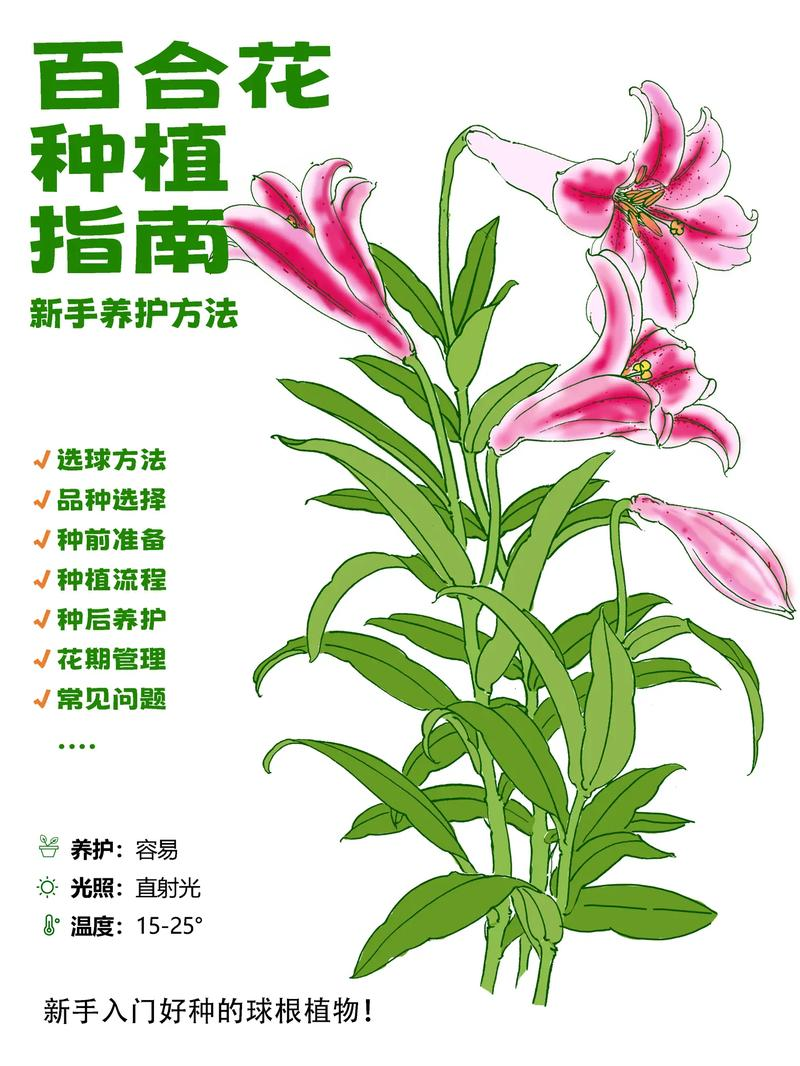 百合的种植方法