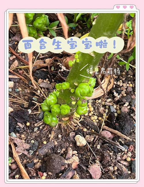 百合的种植方法