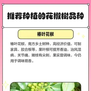 Nine-leaf green pepper cultivation technology
