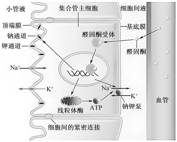 The mechanism of the nitrogen-fixing bacteria