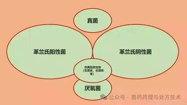 The mechanism of the nitrogen-fixing bacteria