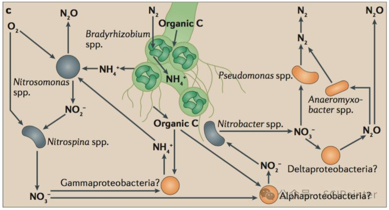 The mechanism of the nitrogen-fixing bacteria