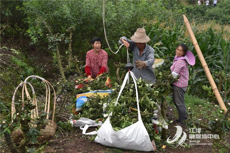 九叶青花椒种植技术