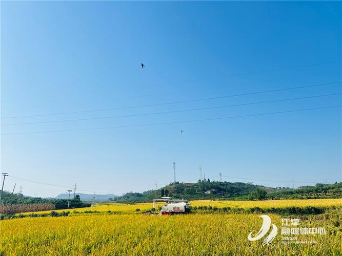 九叶青花椒种植技术