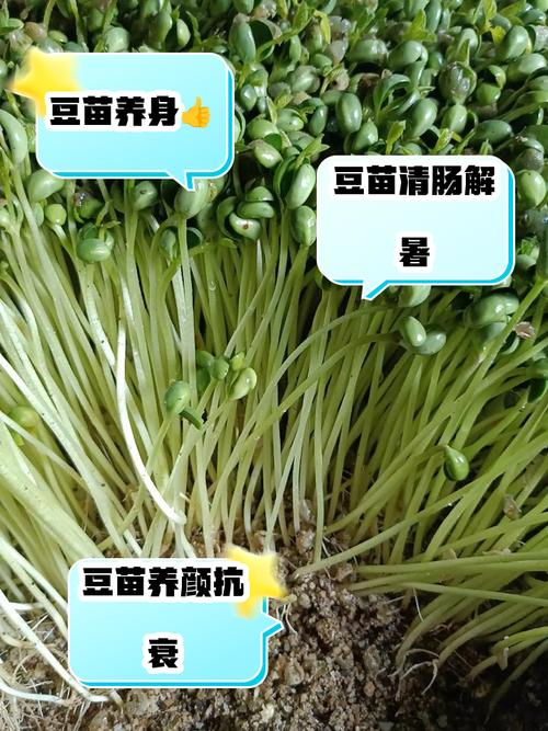 Picture of sprouts growing technology