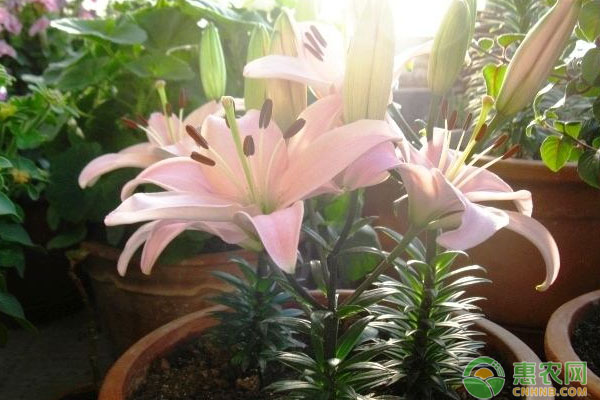 Lily's method of cultivation