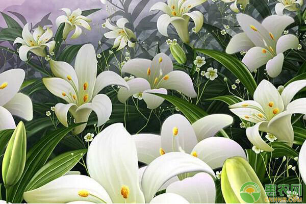 Lily's method of cultivation