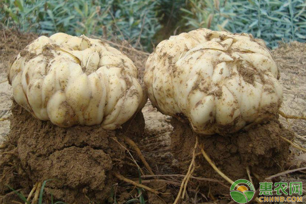 Lily's method of cultivation