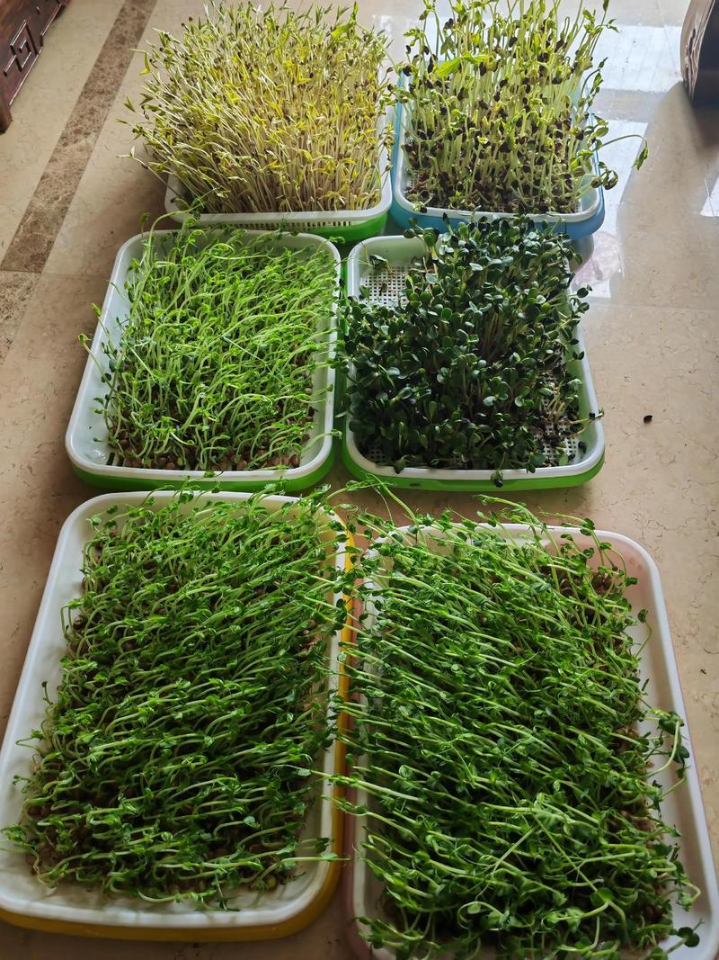 Picture of sprouts growing technology