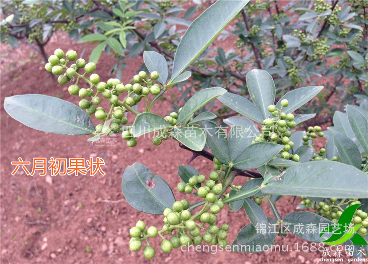 九叶青花椒种植技术