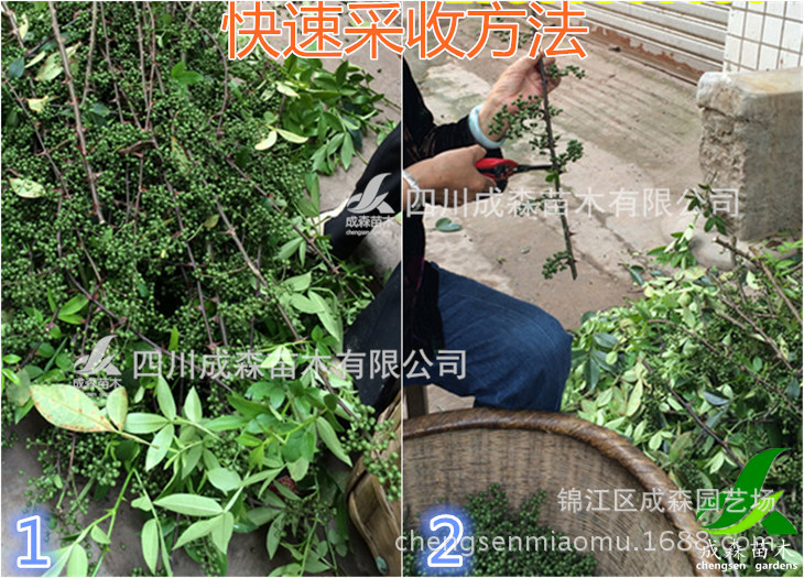 九叶青花椒种植技术