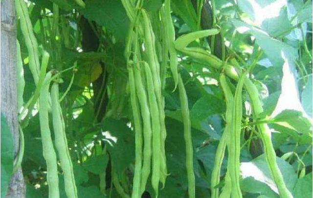 Four seasons of bean cultivation technology and management