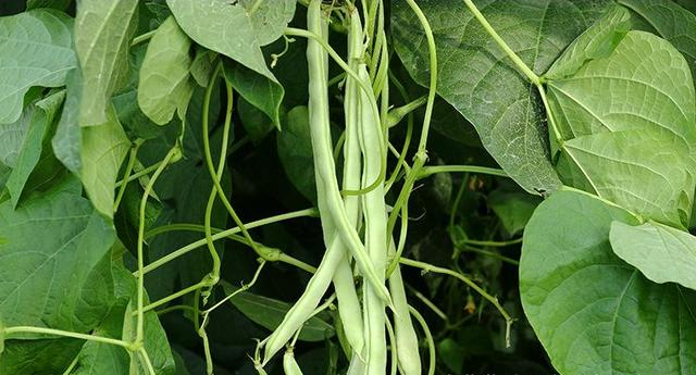 Four seasons of bean cultivation technology and management