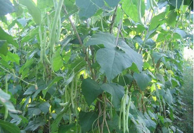 Four seasons of bean cultivation technology and management