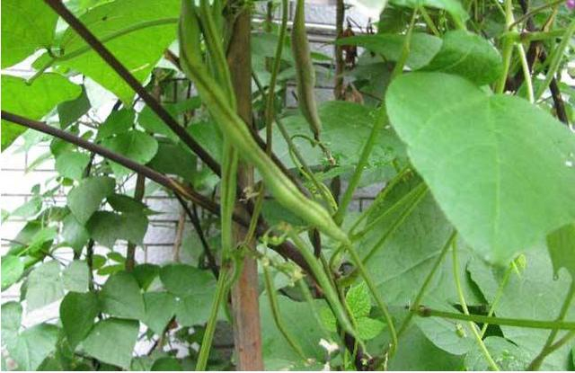 Four seasons of bean cultivation technology and management