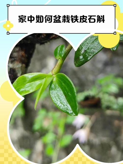 30 methods of planting iron and stone