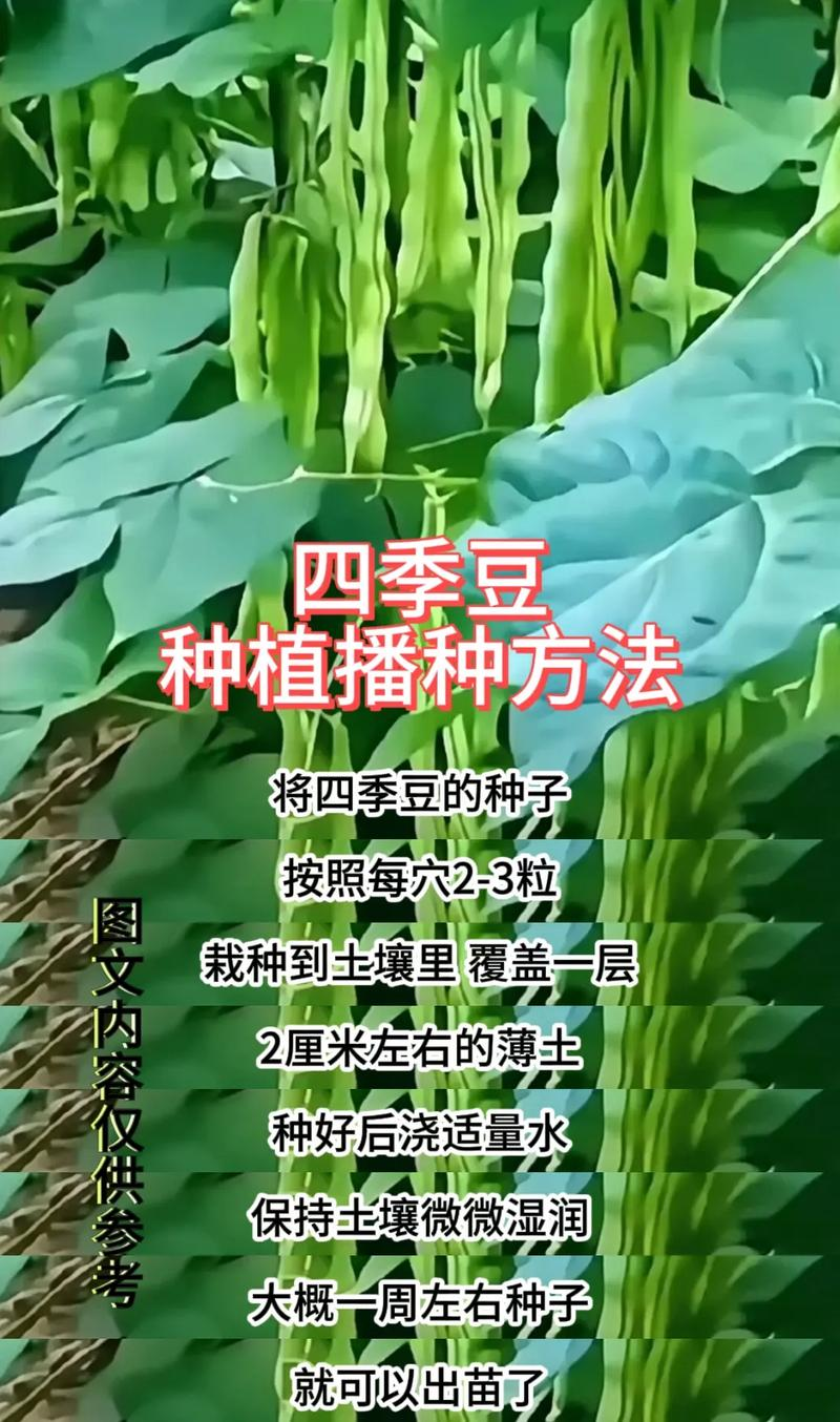 Four seasons of bean cultivation technology and management