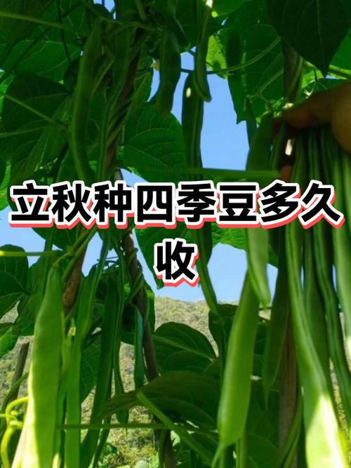 Four seasons of bean cultivation technology and management