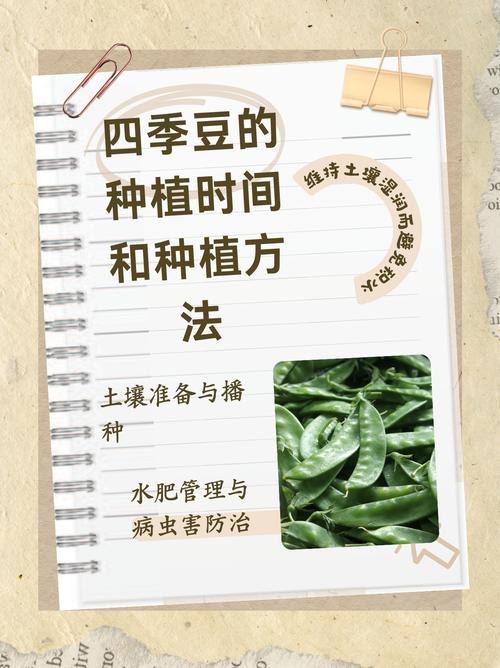 Four seasons of bean cultivation technology and management