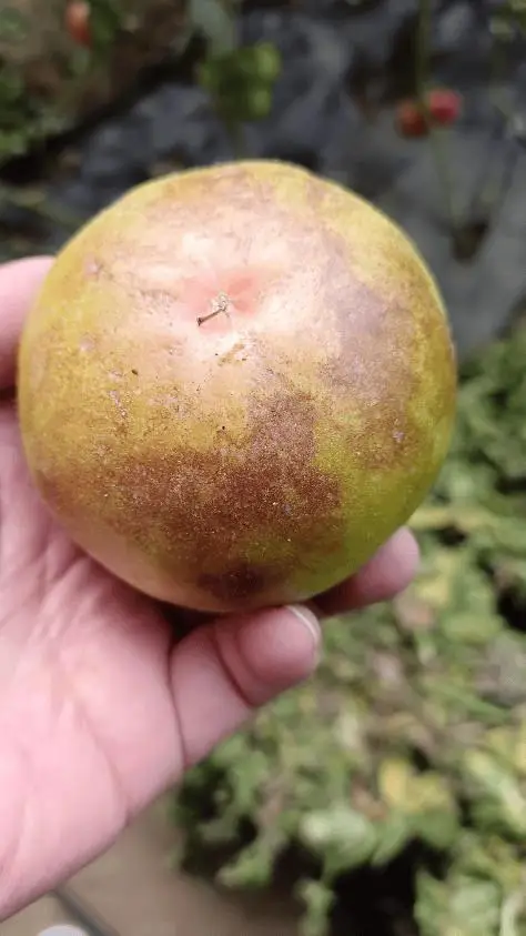 秋延番茄大棚种植技术