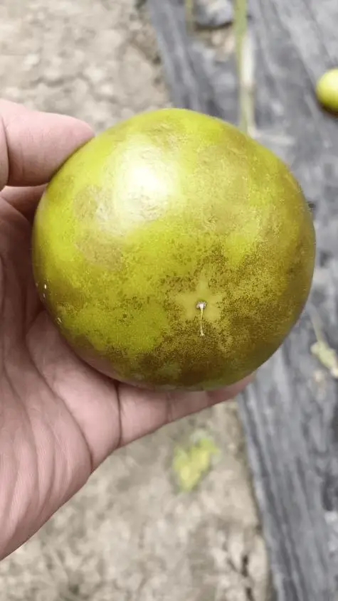 秋延番茄大棚种植技术