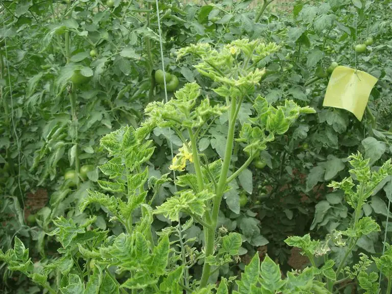 秋延番茄大棚种植技术