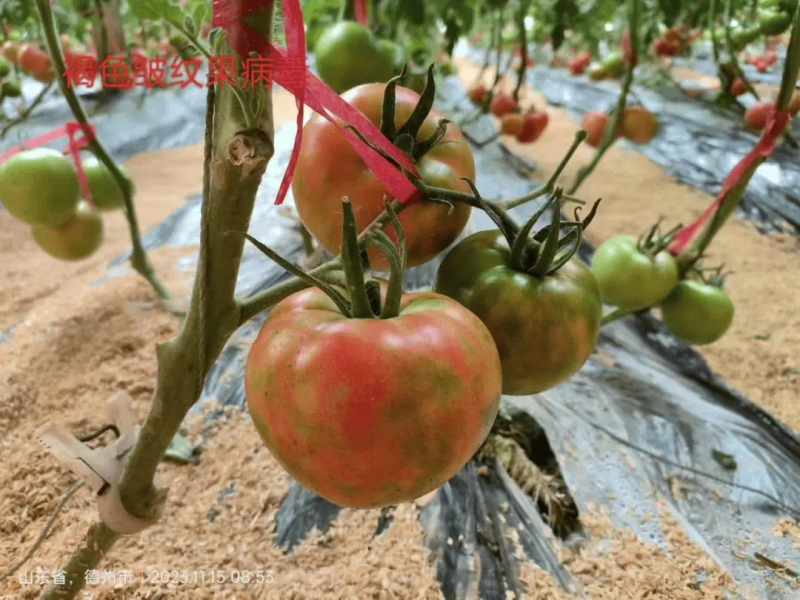 秋延番茄大棚种植技术