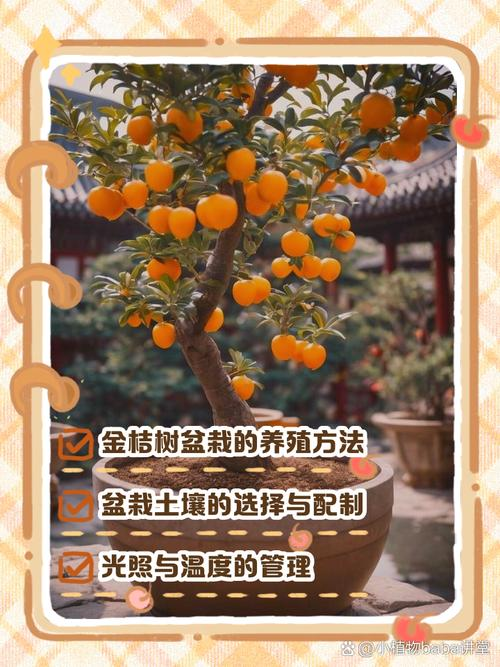 金桔盆栽种植方法